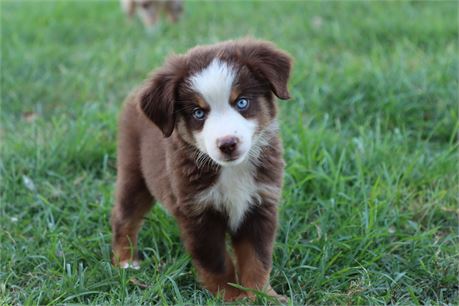 USDA CLEAN * ASDR Reg MINI Aussie