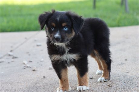 USDA CLEAN * ASDR Reg MINI Aussie