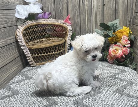 Male Maltese