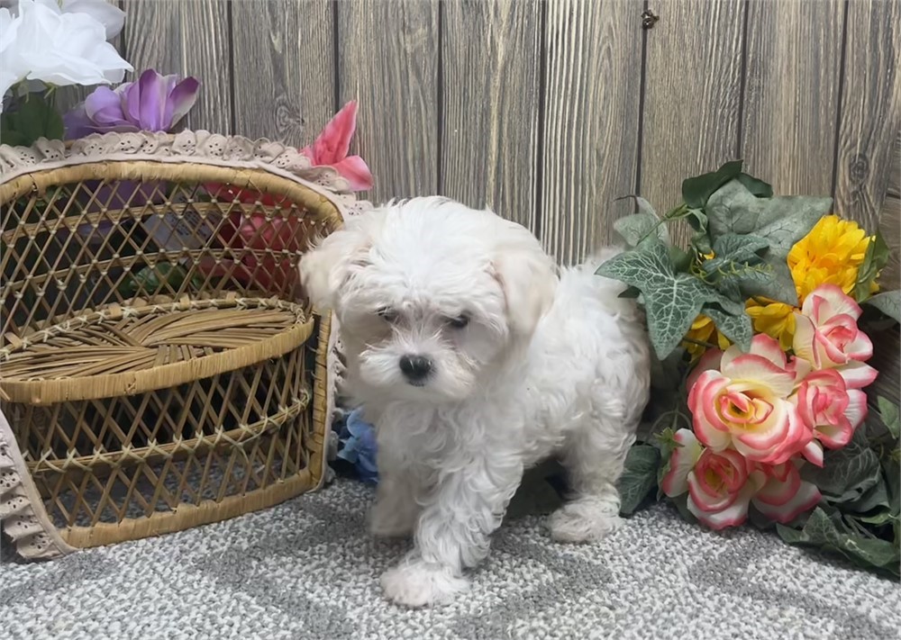 Male Maltese