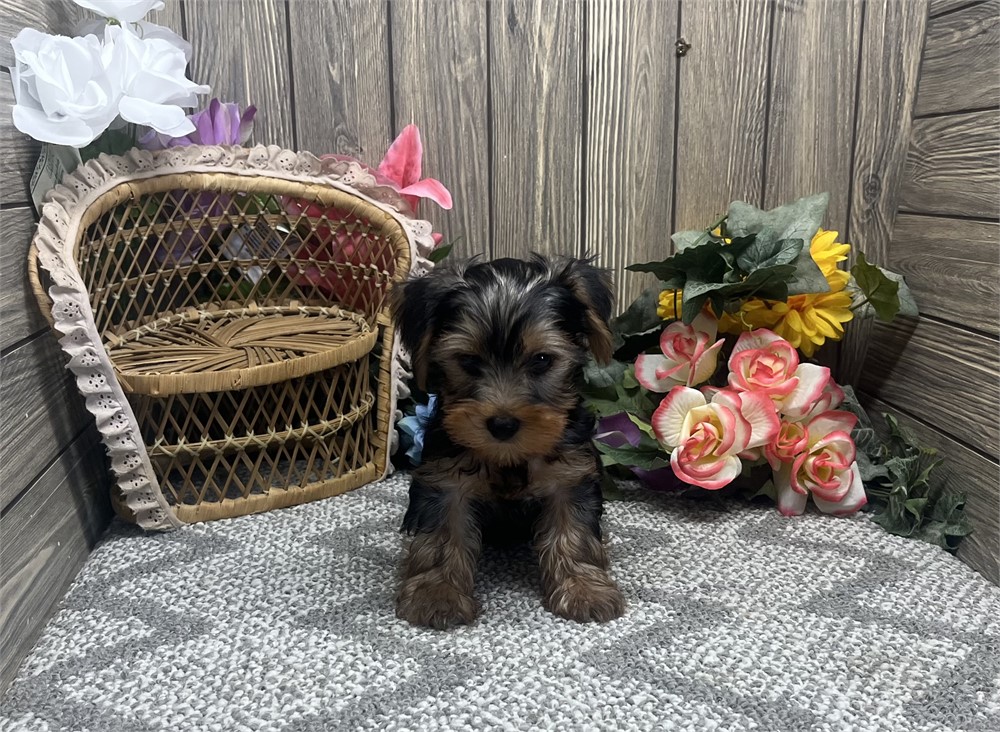 Male Yorkshire Terrier