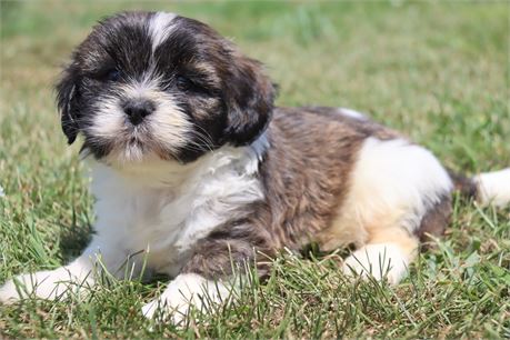 Male Lhasa