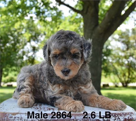 Phantom Blue Merle w/ Red Points - #2864