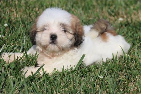 Female Lhasa