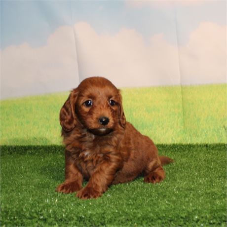 ICA Micro Goldendoodle 215
