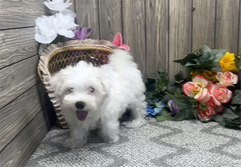 Male Maltese