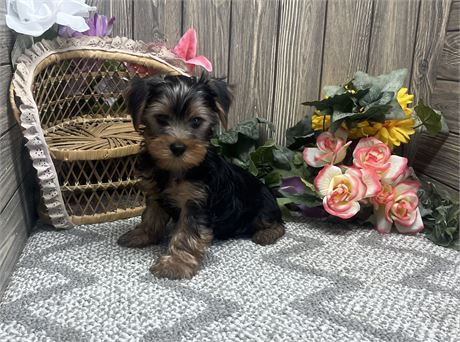 Male Yorkshire Terrier