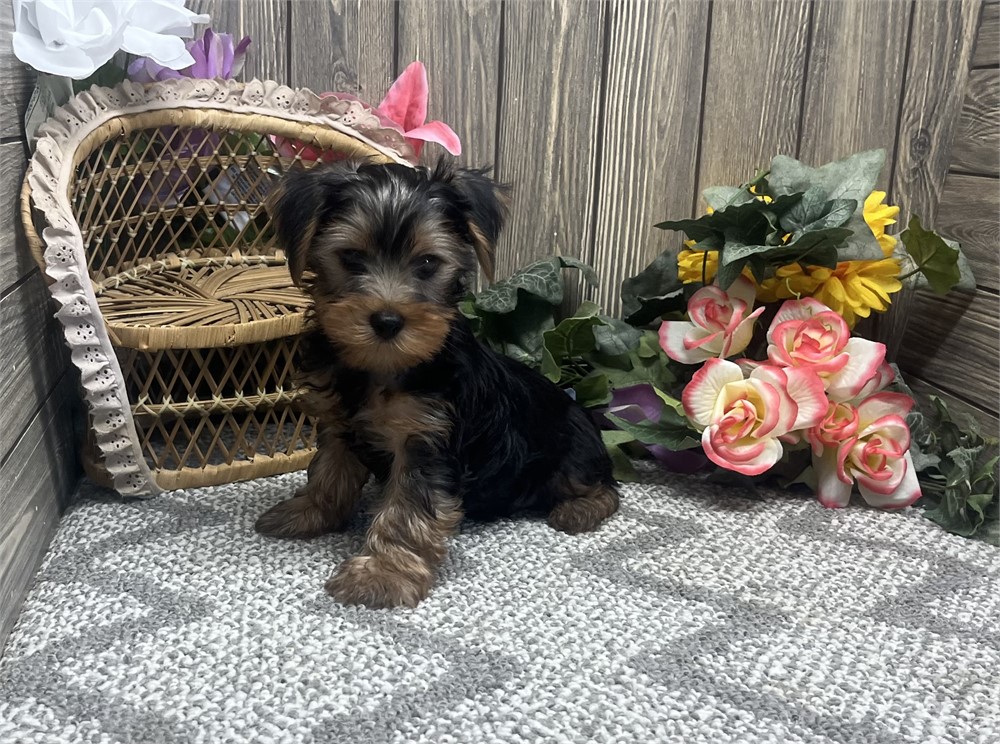 Male Yorkshire Terrier