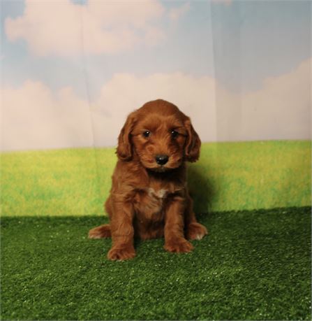 ICA Micro Goldendoodle 214