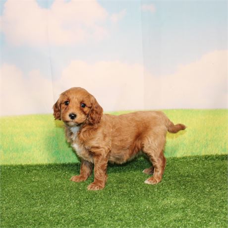 ICA Micro Goldendoodle 155