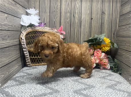 Male Mini Poodle
