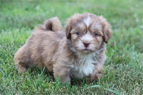 Male Lhasa