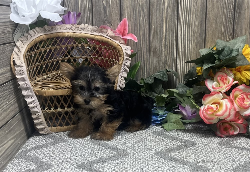 Male Yorkshire Terrier