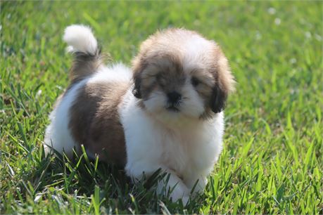 Male Lhasa