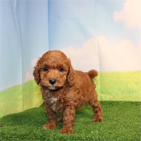 ICA Micro Goldendoodle 211