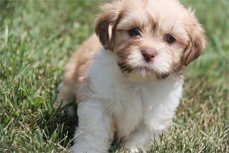 Male Lhasa
