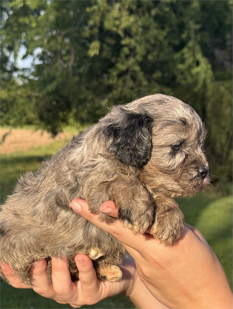 ACHC Merle Female