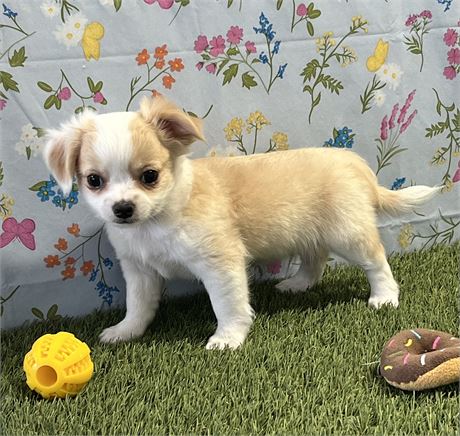 Chihuahua Male