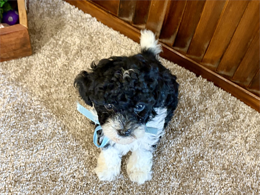 Toy Poodles!