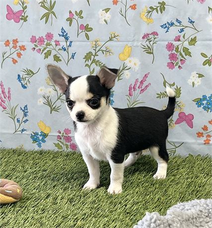 Chihuahua Male