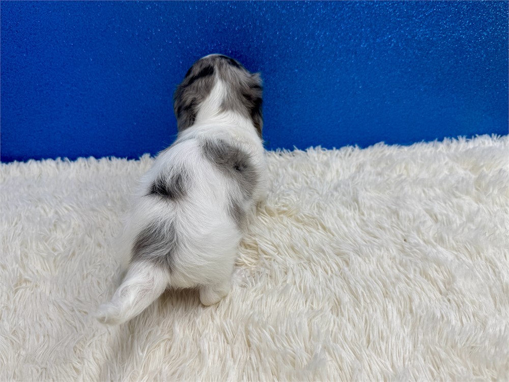 Male Miniature Dachshund-Long Coat