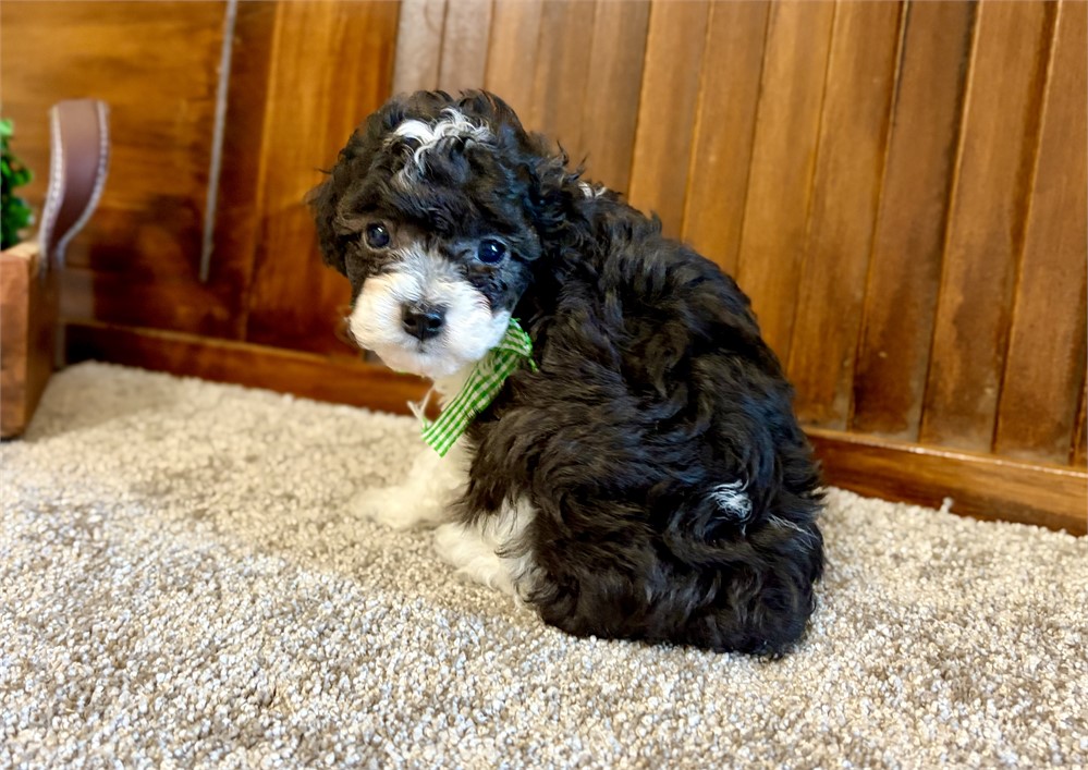 Toy poodles