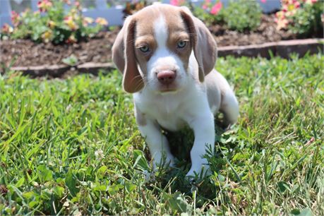 Male Beagle
