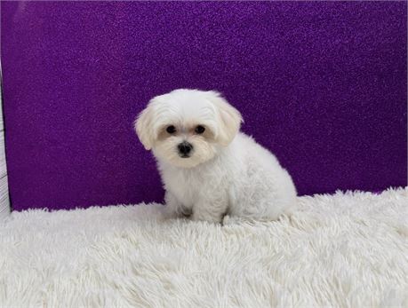Female Maltese