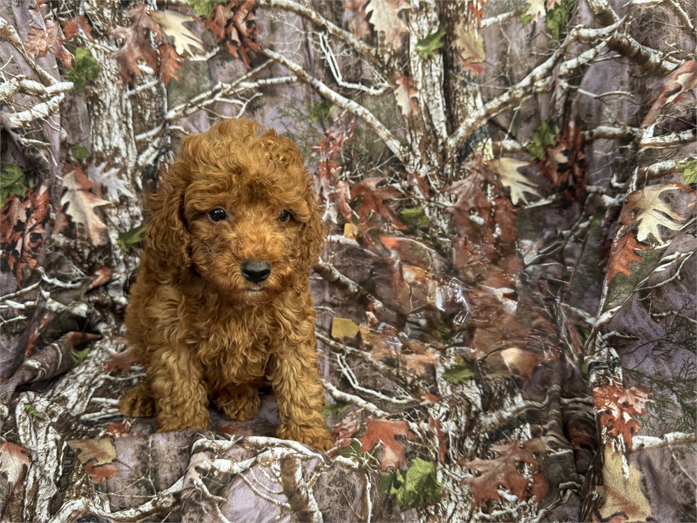 Toy poodle