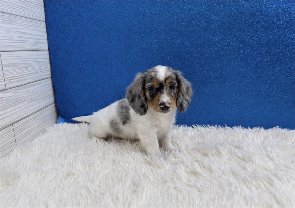 Male Miniature Dachshund-Long Coat