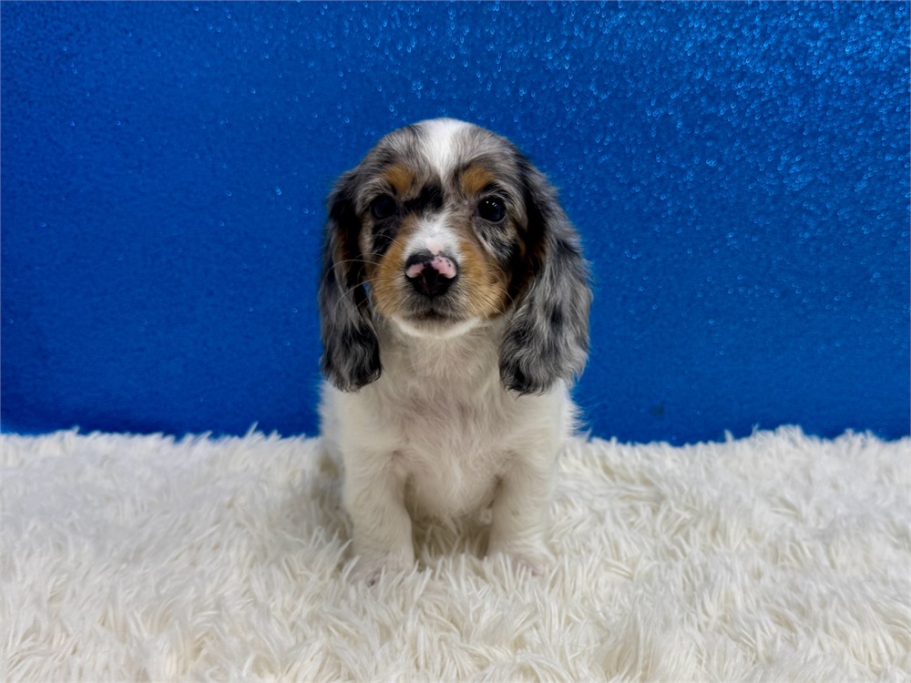 Male Miniature Dachshund-Long Coat