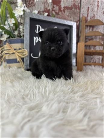 Male Black pomeranian- Sirius