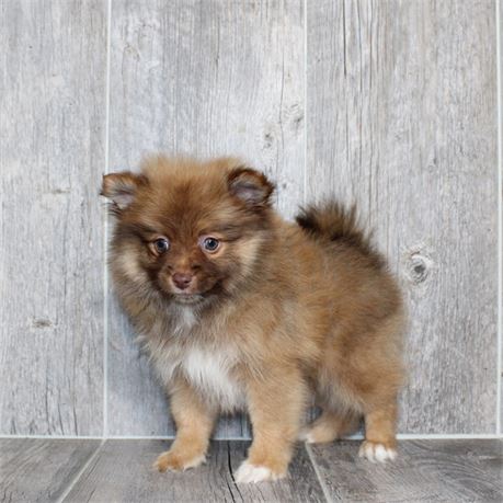 26144-02 Pomeranian