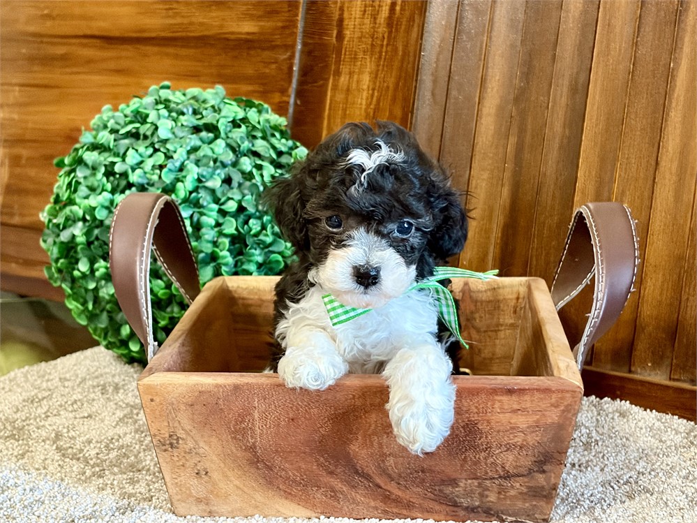Toy poodles