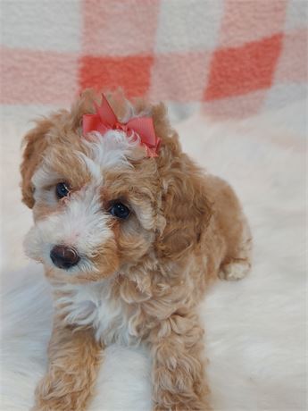Female Poodle