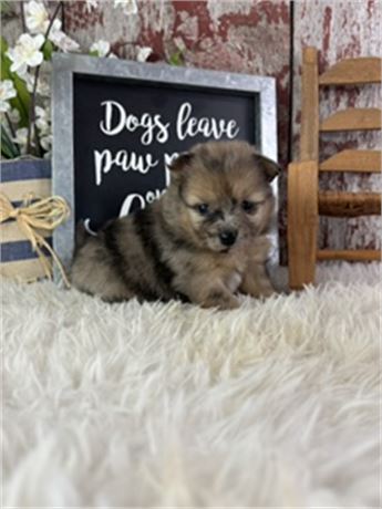 Male blue merle pomeranian- Stiffler