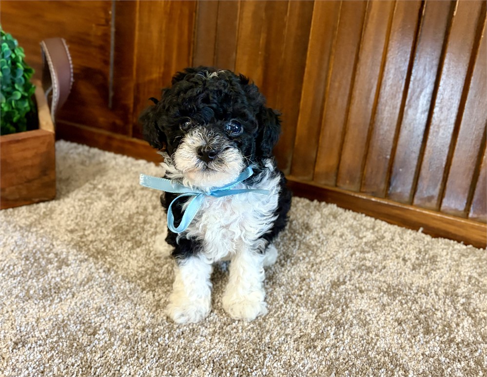 Toy Poodles!