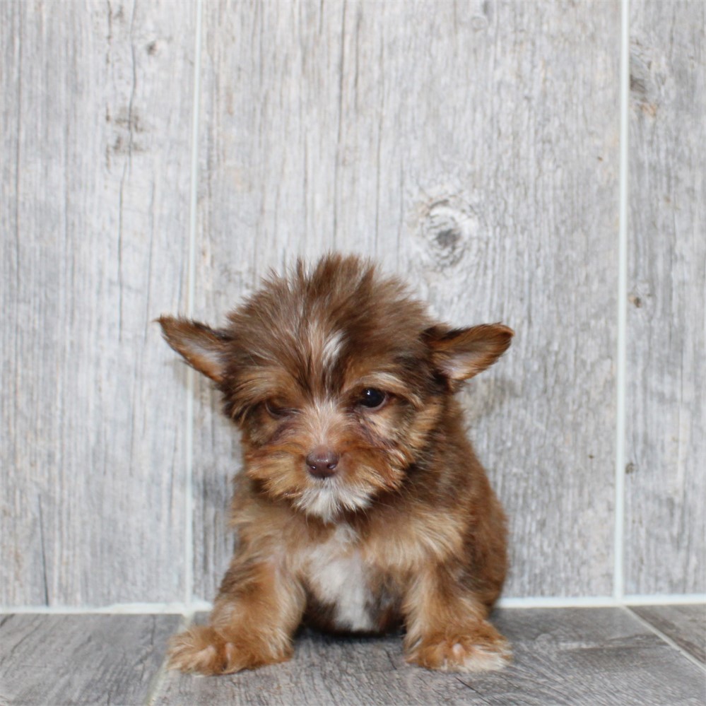26148-05 Yorkshire Terrier