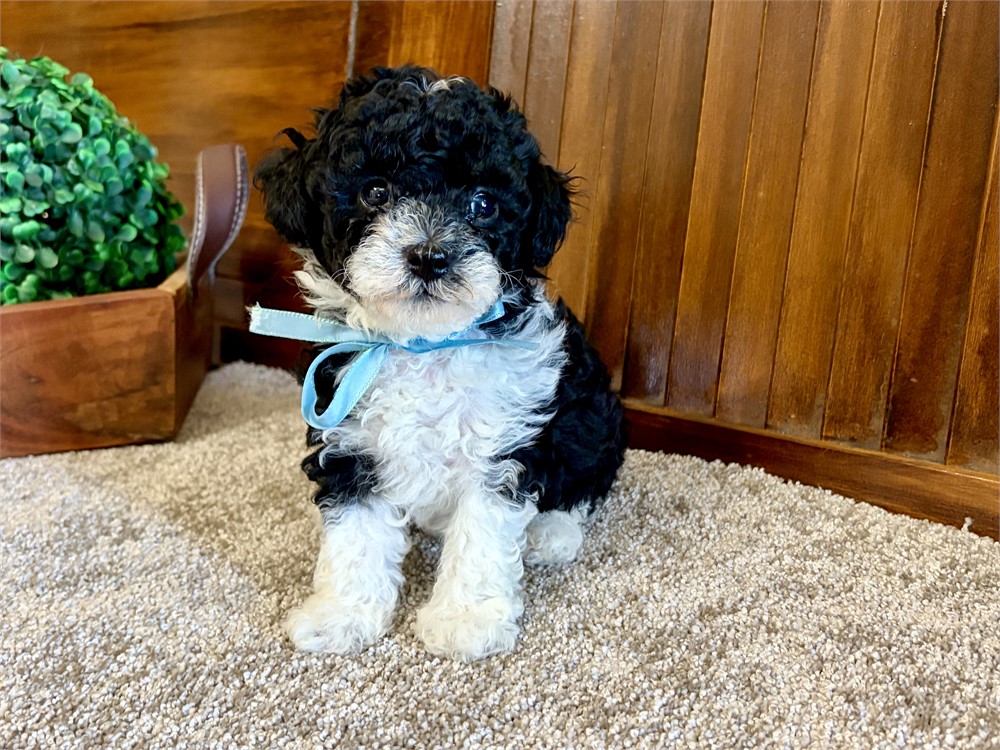 Toy Poodles!