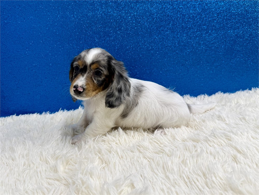 Male Miniature Dachshund-Long Coat