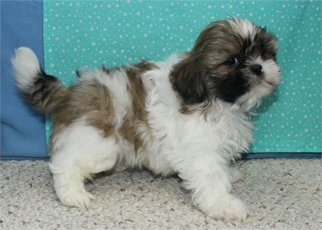 Male Shih Tzu