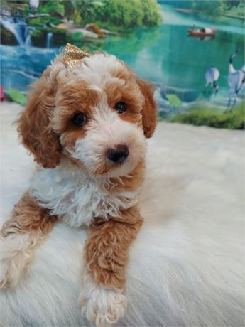 Male Poodle