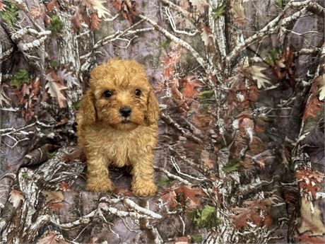 Toy poodle