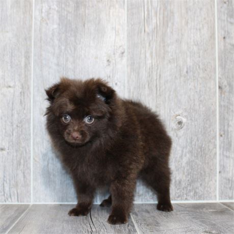 26144-03 Pomeranian
