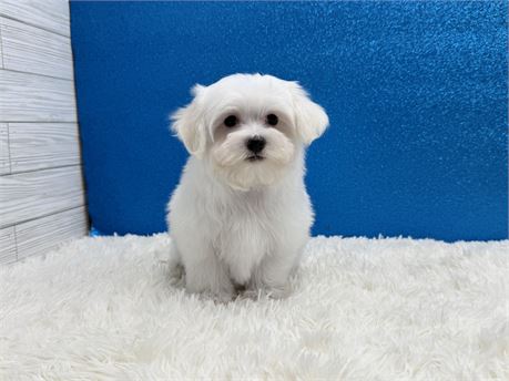 Male Maltese