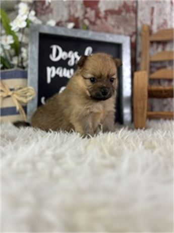 Female Sable pomeranian- Sissi