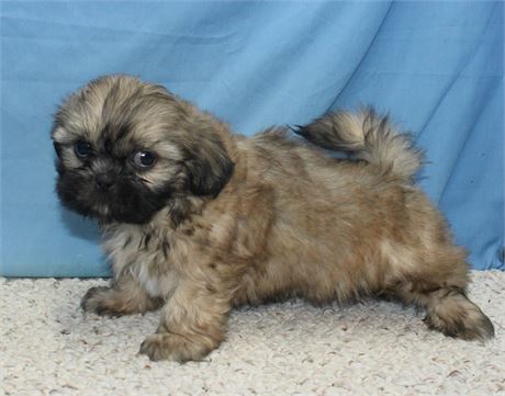 Male Shih Tzu