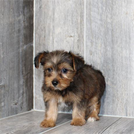 26148-03 Yorkshire Terrier