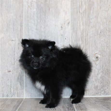 26144-04 Pomeranian