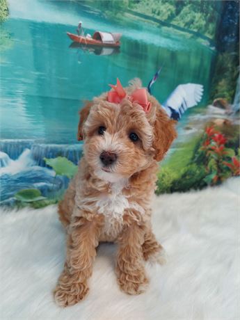 Female Poodle